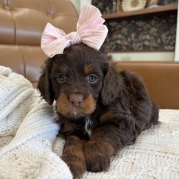 Remi - Chocolate female Goldendoodle puppy in Berlin, Ohio from Doodle Babys