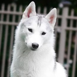 Rose - Siberian Husky