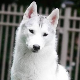 Rose - Siberian Husky