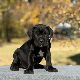 Yellow F - Black female Cane Corso puppy in Paris, Texas from Knucklehead Cane Corso
