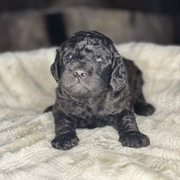 Alina - Brown and white female Aussiedoodle puppy in Monroe, North Carolina from The Klepper Homestead