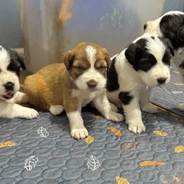 Jax (puppy to left) - Black and gray male Caucasian Shepherd Dog puppy in Salisbury, Delaware from Blue Line Kennels