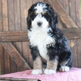 Bernedoodle Puppies from Richardville Hunde