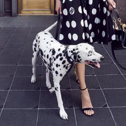 Dalmatians from Dallas Dalmatians