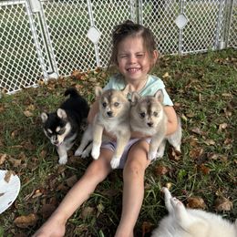 Pomsky Puppies from SRF Pomskies