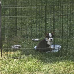 American Corgi Puppies from Whitecreek Corgis of Columbus, IN