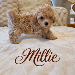 Millie - Cream female Maltipoo puppy in Spring Lake, North Carolina from Pawriffic Pups