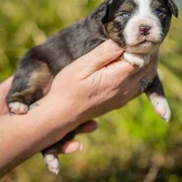 Clover - Black tri female Miniature Australian Shepherd puppy in Grants Pass, Oregon from Woodwind Miniatures