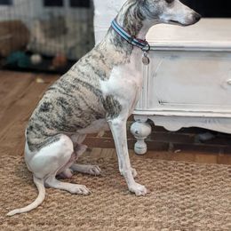 Whippet All Grown Up from Firefly Cove Whippets
