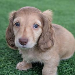 Boy 3 - Chocolate male Dachshund puppy in San Diego, California from Sweetheart Doxies LLC