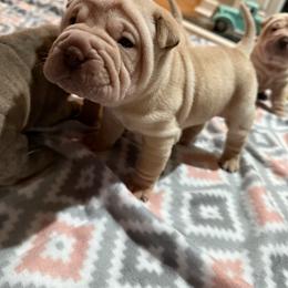 Frosty - Cream male Chinese Shar-Pei puppy in North Carolina from Amy Mahaffey's Chinese Shar-Pei