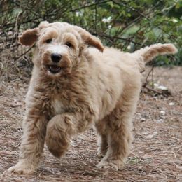 Australian Labradoodles and Goldendoodles from Family Labradoodles and Family Goldendoodles