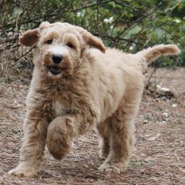 Australian Labradoodles and Goldendoodles from Family Labradoodles and Family Goldendoodles