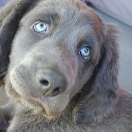 Weimaraners from Rhythm N Blues Weimaraners