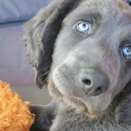 Weimaraners from Rhythm N Blues Weimaraners