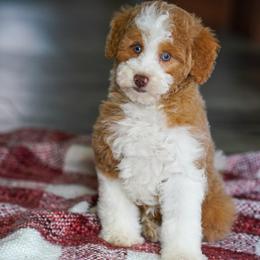 Peyton (socialization program student) - Yellow and white female Bernedoodle puppy in Dundee, Ohio from Down Home Doodle