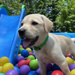 Gertrude - Yellow female Labrador Retriever puppy in Alger, Ohio from Osborne Family Retrievers
