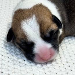 Rosie - Red female Pembroke Welsh Corgi puppy in Boones Mill, Virginia from Cahas Corgis of Virginia