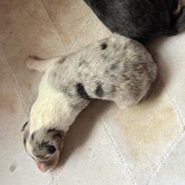 Artemis - Blue merle male Collie puppy in Malvern, Arkansas from Lost Acres Collies
