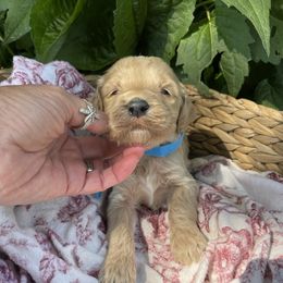 Girl 5 - female Irish Doodle puppy in Home, Pennsylvania from Plum Creek Acres Next Generation