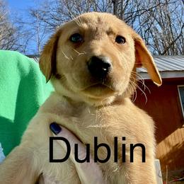 Dublin - Yellow male Labrador Retriever puppy in Mineral, Virginia from Canine Assist