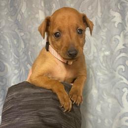 Ruby - Red female Miniature Pinscher puppy in Lancaster, Missouri from White Stone Ranch