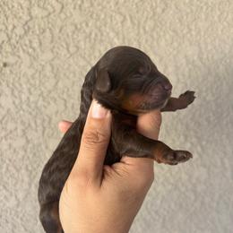 Female phantom - Red phantom female Aussiedoodle puppy in Spring Hill, Florida from Pawprint Dreams Boarding and Kennel
