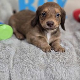 Dachshund puppies from Dixie Chic Frenchies