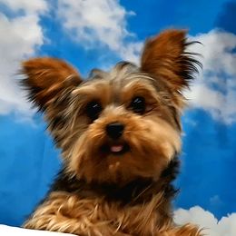 Katie - Yorkshire Terrier