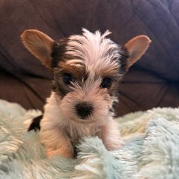 Chanel - Parti female Yorkshire Terrier puppy in San Antonio, Texas from Sweet as dessert puppies