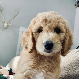 Aussiedoodles, Goldendoodles, Miniature Australian Shepherds, and Sheepadoodles from Sandlot Aussies and Doodles