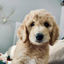 Aussiedoodles, Goldendoodles, Miniature Australian Shepherds, and Sheepadoodles from Sandlot Aussies and Doodles