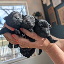 Black Male 3 - Black male Labrador Retriever puppy in Priest River, Idaho from Lazy Daisy Labs