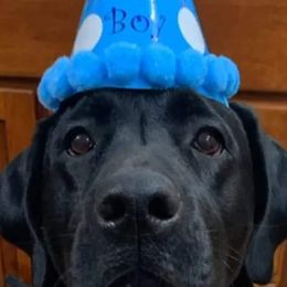 Labrador Retriever Puppies from Cary’s Buck Creek Retrievers