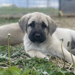 Anatolian Shepherd Dog Puppies from Wild Rooster Family Farm – AKC Anatolian Shepherd Breeder, OFA Health Tested