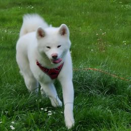 Shoto - White male Japanese Akitainu puppy in Copperas Cove, Texas from Winmont Akitas