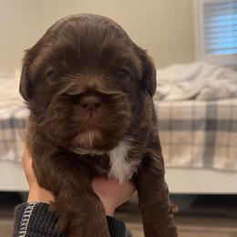 Girl 1 - Chocolate female Shih Tzu puppy in Whittier, California from Shihtzu