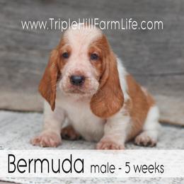 Bermuda - Red and white male Basset Hound puppy in Jefferson City, Missouri from Triple Hill Farm