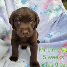 Mr. Lime - Chocolate male Labrador Retriever puppy in Deary, Idaho from Sunset Pines Labradors