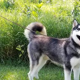 Kodiak - Siberian Husky