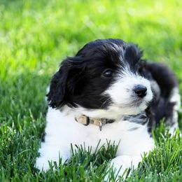 Goldendoodle and Poodle Puppies from Serenity Doodles