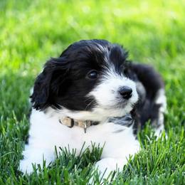 Goldendoodle and Poodle Puppies from Serenity Doodles