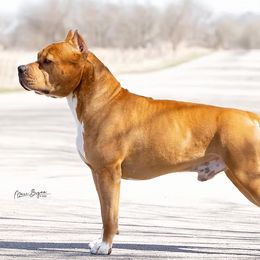 American Staffordshire Terriers from Blue Eagle Kennels