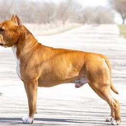 American Staffordshire Terriers from Blue Eagle Kennels