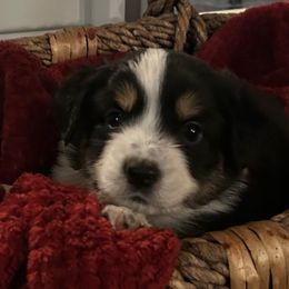Cocoa - Black tri male Miniature Australian Shepherd puppy in Shingle Springs, California from Dream Dog Mini Aussies