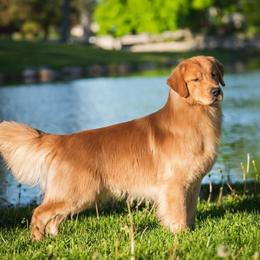 Airedale Terriers and Golden Retrievers from Sugarbear Kennels