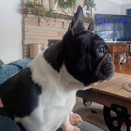 French Bulldog Puppies from Peaceful Prayers French Bulldogs