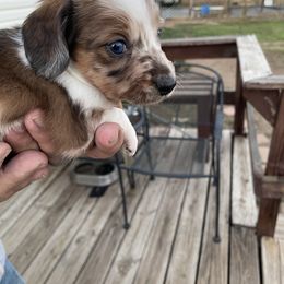 Girl 1 - Piebald female Dachshund puppy in Hotchkiss, Colorado from Becky's Dachshunds