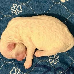 Zoro - White and buff male Bichon Frise puppy in Lavon, Texas from Sissy’s Heavenly Paws