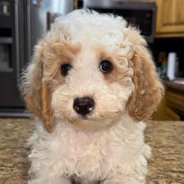 Doc - White male Poodle puppy in Akeley, Minnesota from Blessed Acres Miniature Poodles
